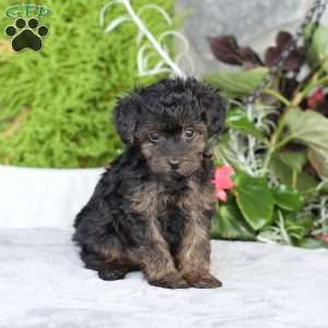 Ruby, Yorkie Poo Puppy